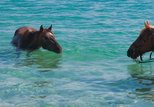 Swimming horses