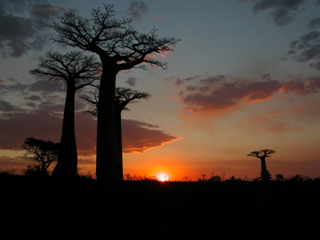 Avenue de Baobabs