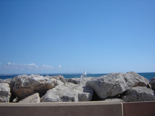 Zeemeeuw kijkt over zee in Palma