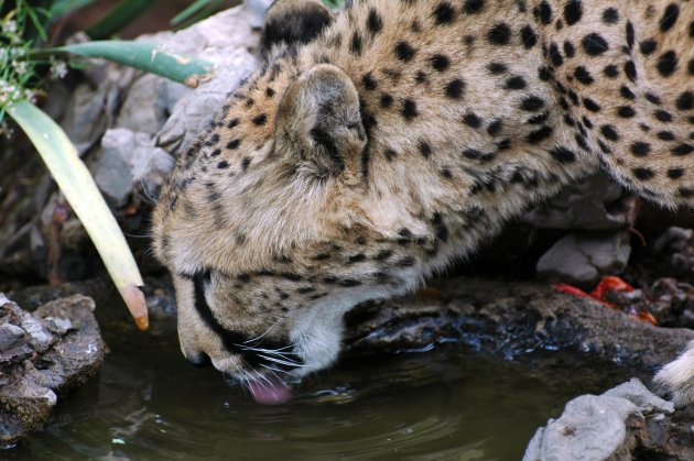 drinkende cheetah