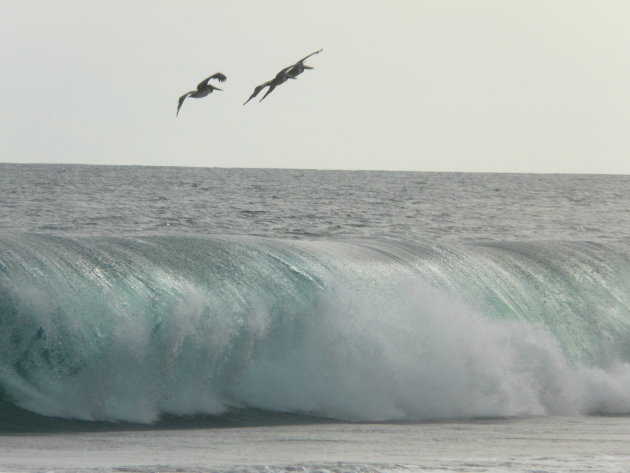 Pelikanen en Stille Oceaan