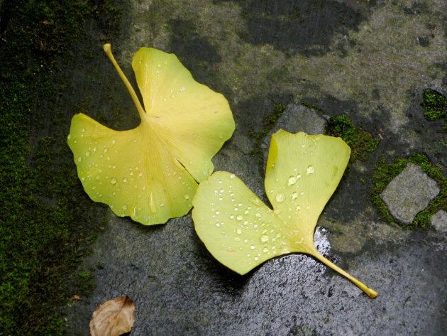 ginko blad met regendruppels