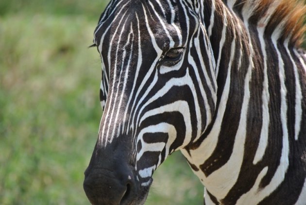 Zebra bij Lake Nakuru; ik verdronk in haar donkerbruine ogen.