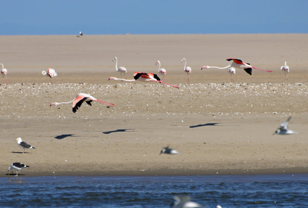 Flying Flamingo
