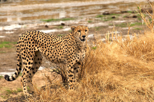 Cheetah in Tarangire National Park