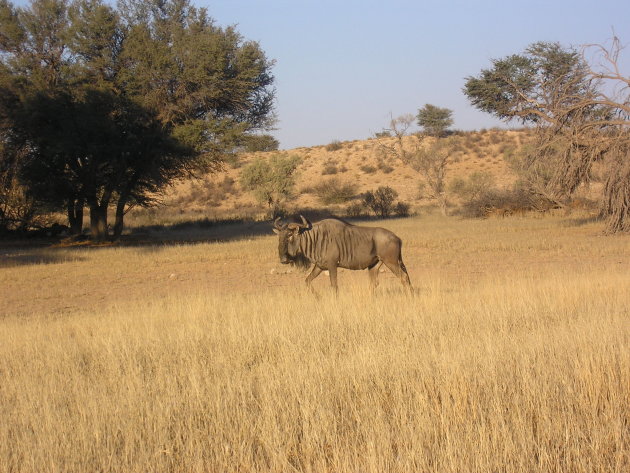 Een Wildebeest in de Kalahari in Namibië