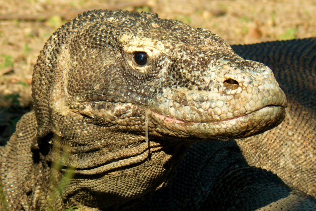 Komodo Dragon op Rinca Island