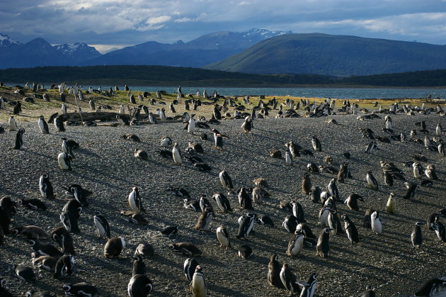 Pinguins in de baai van Ushuaia....