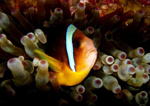 Clownfish in anemoon