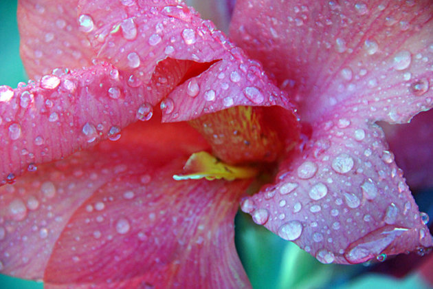 bloem na regenbui