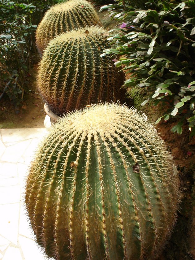 Grote cactussen in Rose Valley