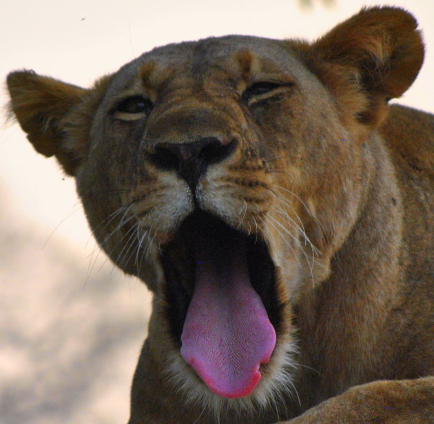 Gapende leeuw in South Luangwa  Zambia