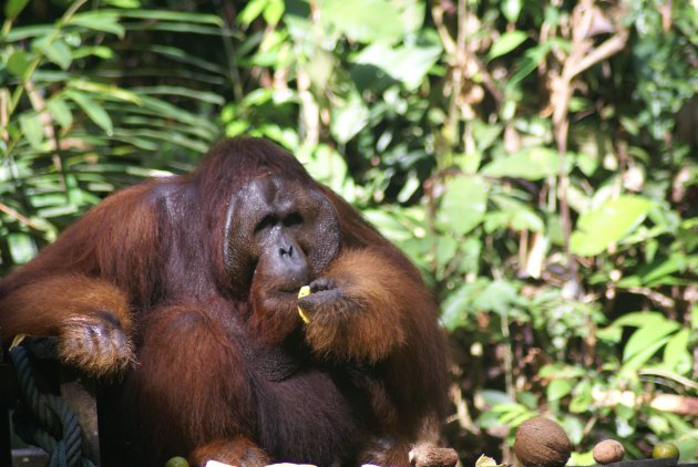Orang Oetan mannetje op Borneo