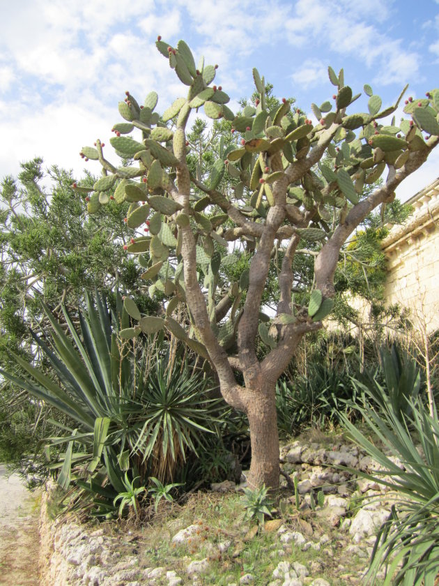 één van de vele cactussen in Malta