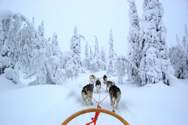 Bomen als sneewsculpturen als stille getuigen van een avontuurlijke sledetocht door Fins lapland