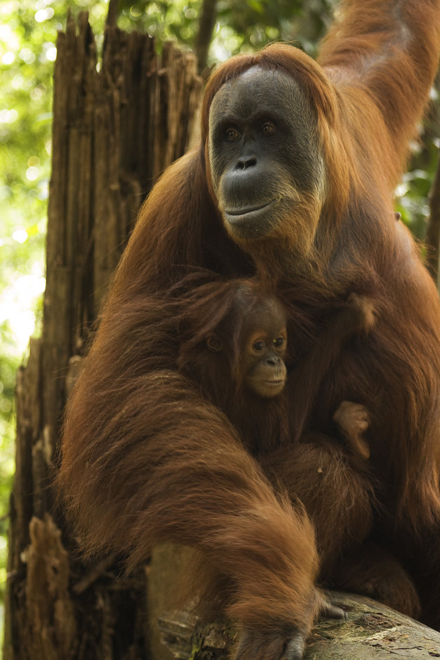 Moeder en baby Orang Utan in Sumatra