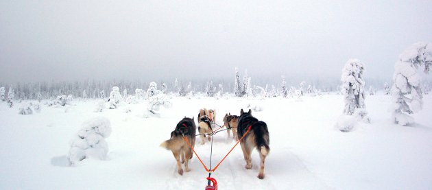 Husky tocht door Fins Lapland