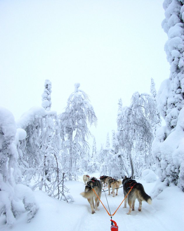 Huskytocht door Fins lapland