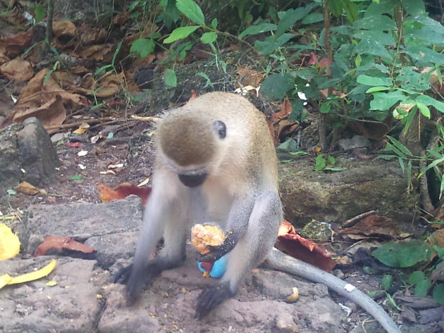 blauwbal aap die aan het genieten is van mijn cakeje