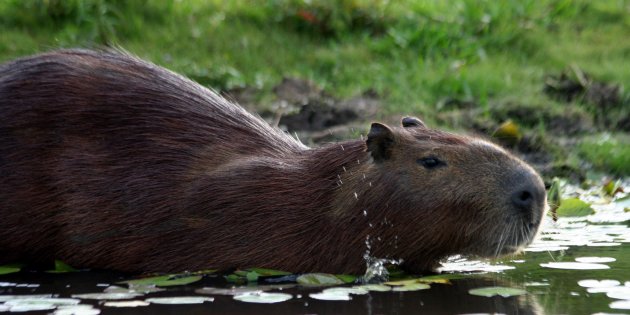 Capibara in het water