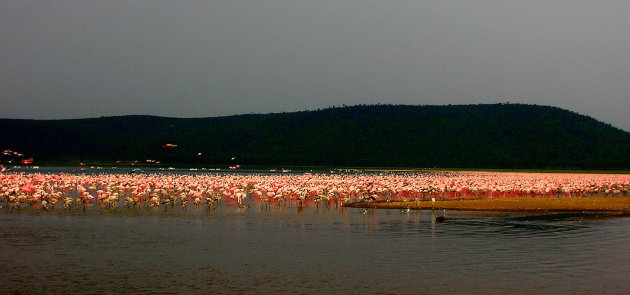 flamingo's in water