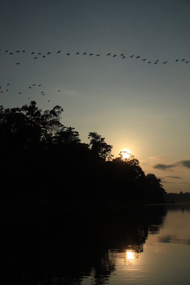 Vogels zonsopkomst