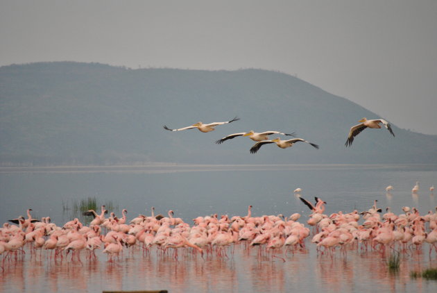 Een vlucht pelikanen tussen de flamingoes