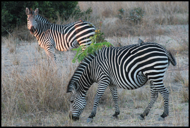 Duo Grawshay zebra's