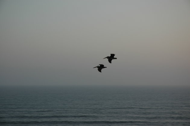 Pelikanen in avondlicht