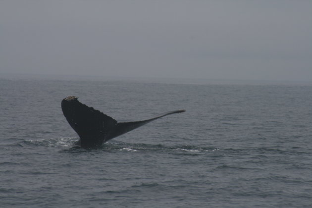 walvis bijna boven water