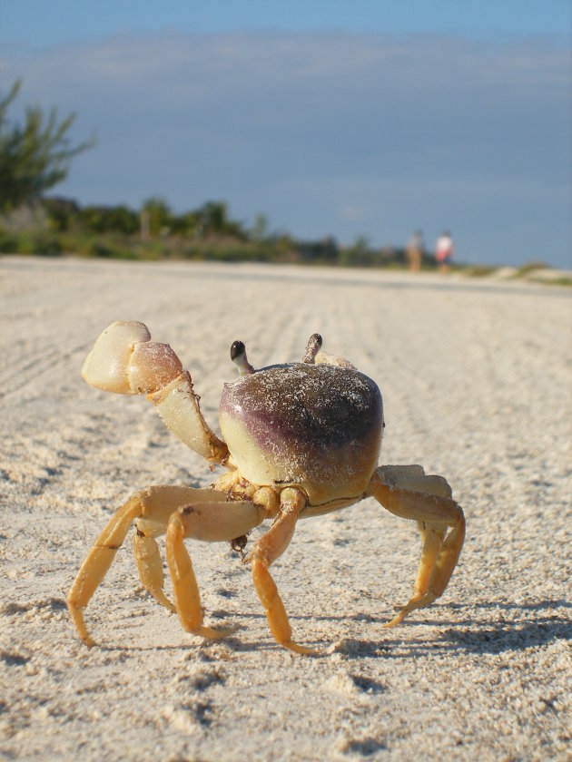 Poserende krab tijdens een ochtendwandeling op het schitterende Isla Holbox