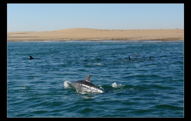 Zilvergrijze dolfijnen