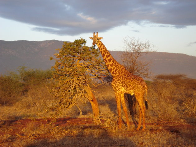 Tsavo National Park (East) Giraffe