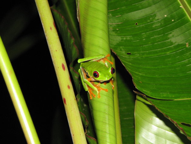 red eyed dart frog