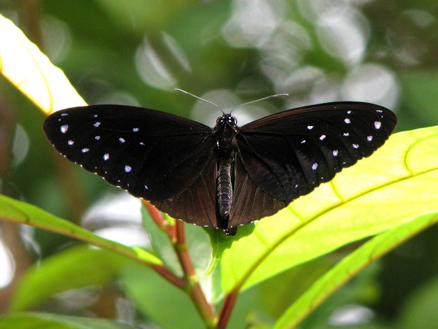 Borneo vlinderparadijs