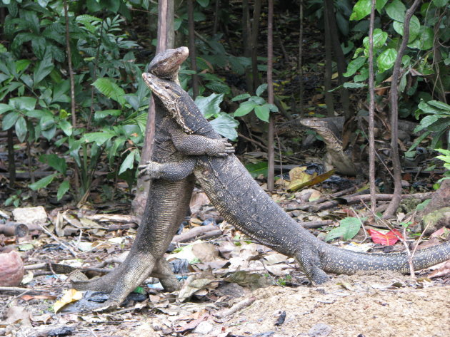 Varanengevecht op Pulau Tiga