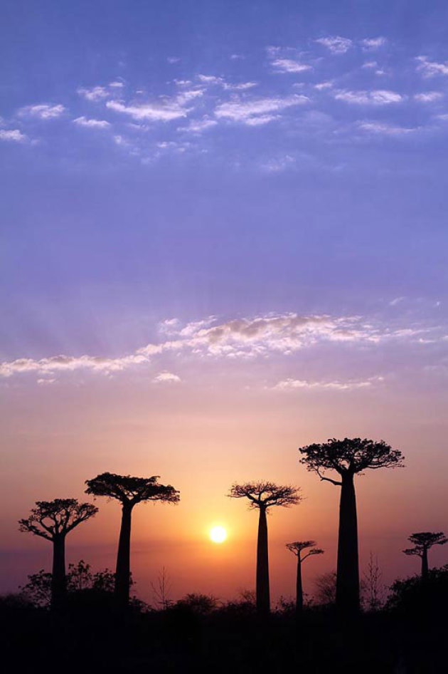 Baobabs bij zonsopgang