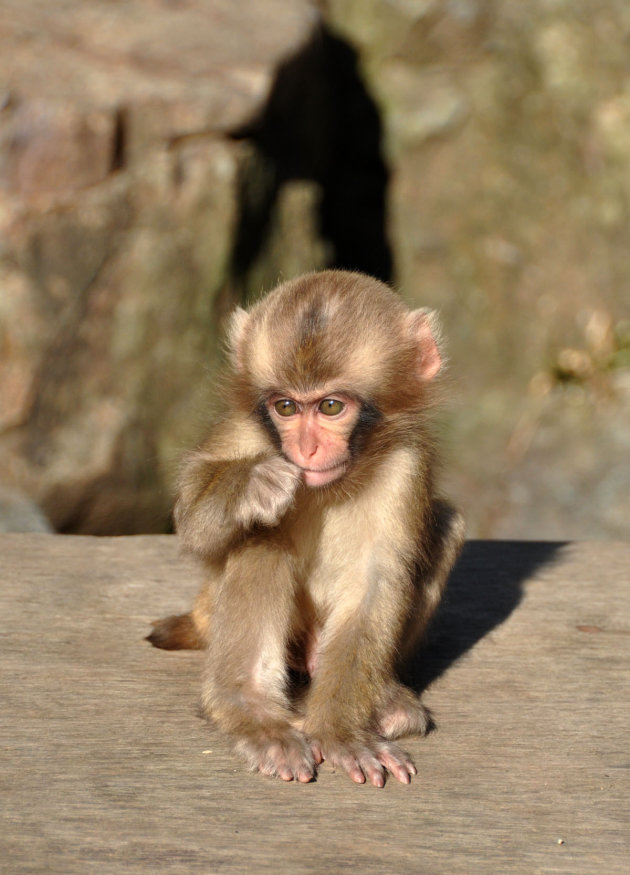Baby aapje in Japan