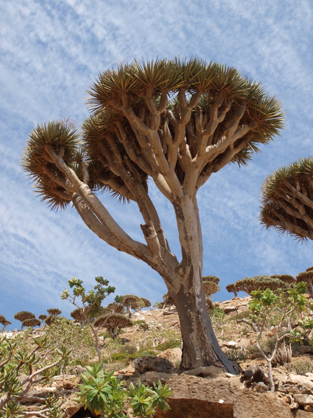 Drakenboom op het Homhil Plateau
