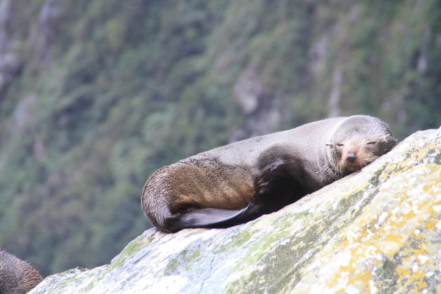 Wildlife in Milford Sound