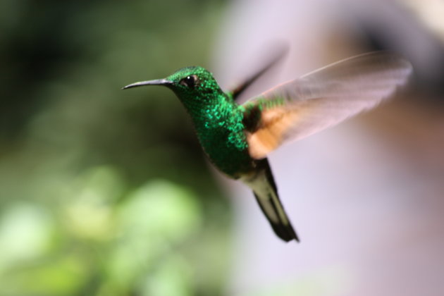 Kolibri hangt in de lucht