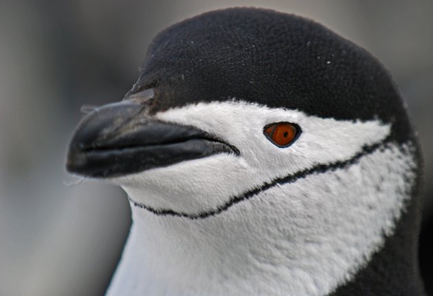 Portret van een Pinguin