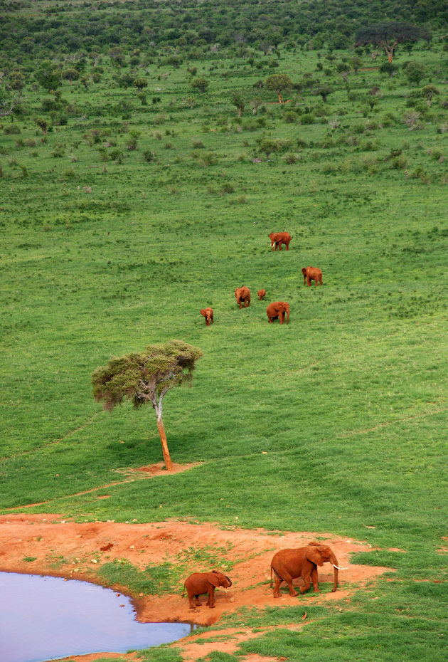 Rode olifanten op de Afrikaanse savanne