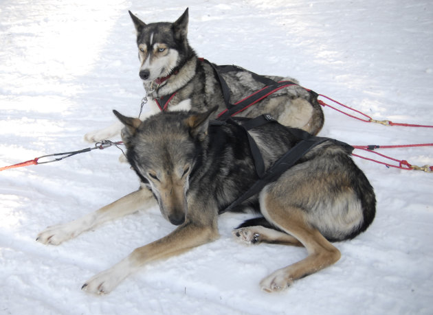Husky's uitrustend na sledetocht in Finland