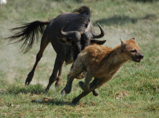 Hyena achterna gezeten door een gnoe in Ngorongoro krater