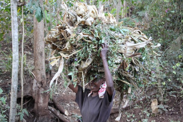 Tanzaniaanse vrouw verdwijnt bijna onder bos bananenbladeren