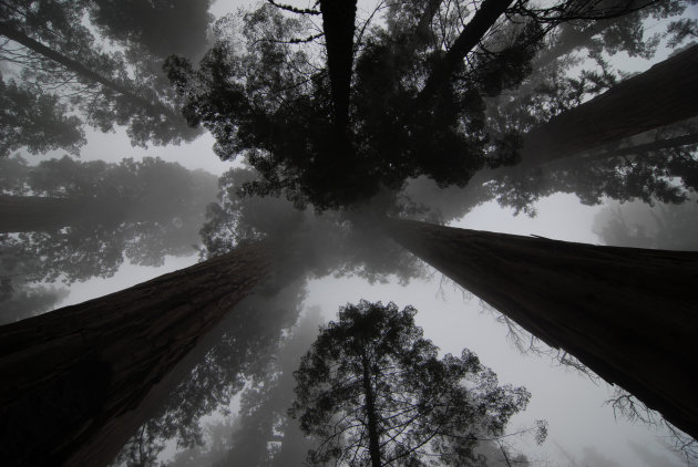 'Reuzen in de mist' - Kruinen van sequoia bomen in gelijknamig national park (Californie)