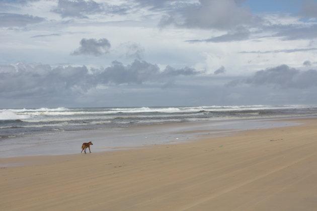 Dingo's op Fraser Island