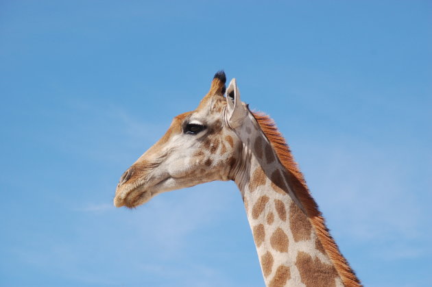 Giraffe - Etosha