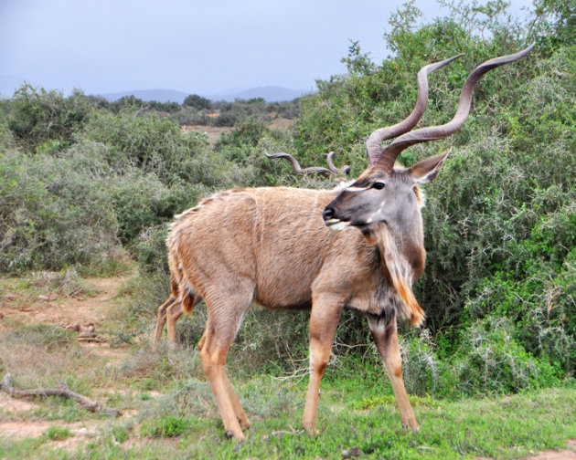 alerte kudu